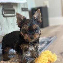 Biewer Terrier and Yorkshire Terrier Puppies from South Georgia Yorkies and Biewers