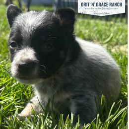Aramis - Blue mottled male Australian Cattle Dog puppy in Atwood, Kansas from Grit ‘n’ Grace Ranch