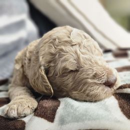 Obi Wan - Cafe male Labradoodle puppy in Lansing, North Carolina from Murphy Manor Mountain Doodles