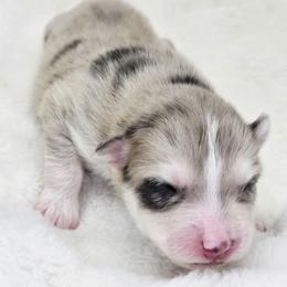 D'artagnon - Merle male Pomsky puppy in Christiana, Tennessee from Smoky Mountain Pomskies
