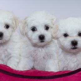 Maltese and Maltipoo Puppies from Chez Lexi Kennels