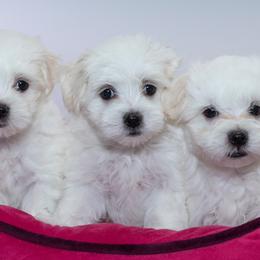 Maltese and Maltipoo Puppies from Chez Lexi Kennels