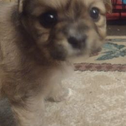 Companion Crosses from Toni's Pupps