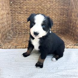 Rainbow - Black tri-color female Australian Shepherd puppy in Unionville, Iowa from Soap Creek Kennels