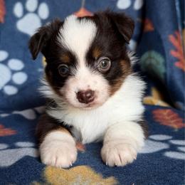 Dolly - Red tri female Miniature Australian Shepherd puppy in Buchanan, Georgia from Stanleyville Farm Mini Aussies