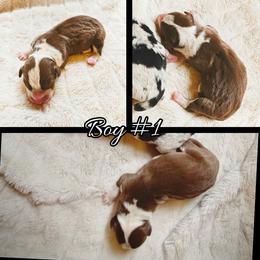 Boy 1 - Liver and white male Cardigan Welsh Corgi puppy in Natchitoches. La, Louisiana from Bleu Bayou Corgis