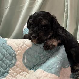 Boy-Tan - Black and silver male Miniature Schnauzer puppy in Stevenson, Alabama from Rivers Edge Schnauzers by Joyce Clark