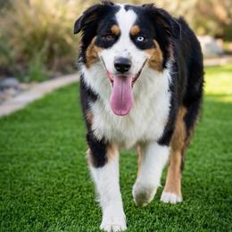 Shadow - Australian Shepherd