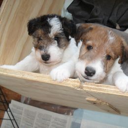 Wire Fox Terrier Puppies from Fox Lore Terrers