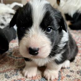 McFly - Black and white male Cardigan Welsh Corgi puppy in Lebanon, Pennsylvania from Long Acre Farm