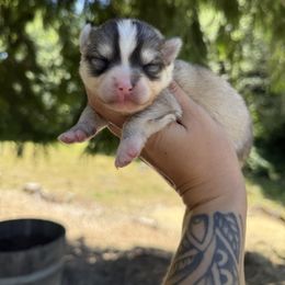 Envy - Silver and white female Pomsky puppy in Coos Bay, Oregon from Ocean View Pomskies