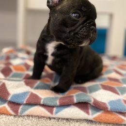 French Bulldog Puppies from Fur Royalty Frenchies