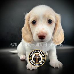 Scout - Cream male Dachshund puppy in Houston, Texas from Texas Regal Dachshunds LLC