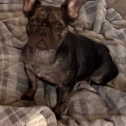 Coco - Brindle female French Bulldog puppy in Chandler, Arizona from Az K9 Companions