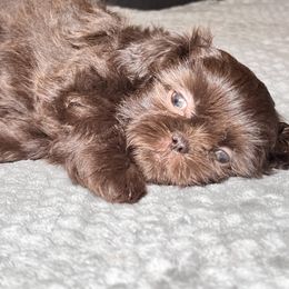Shih Tzu Puppies from Willow’s Wonderful Shih Tzu