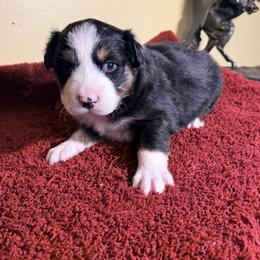 Oscar - Black tri-color male Australian Shepherd puppy in Yelm, Washington from Country Rose Australian Shepherds
