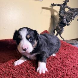 Oscar - Black tri-color male Australian Shepherd puppy in Yelm, Washington from Country Rose Australian Shepherds