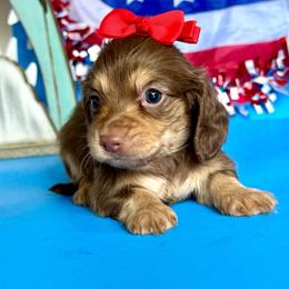 Flossy(2800 AKC pet) - Chocolate and cream female Dachshund puppy in Augusta, Arkansas from Savvy-Dee's Dachshunds