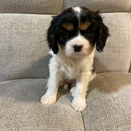 Cavalier King Charles Spaniel Puppies from Heartland Cavaliers