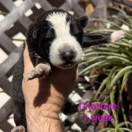Cheshire - Panda female German Shepherd puppy in Olean, New York from F&B Kennels