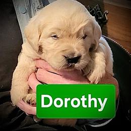 2nd pick of the Golden Girls Litter - Light golden female Golden Retriever puppy in Fithian, Illinois from LOMAH Retrievers