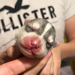 Poseidon - Gray and white male Siberian Husky puppy in Amery, Wisconsin from Sovereign Siberians