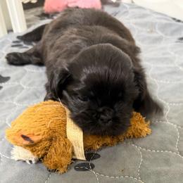 Pixie - Black and white female Shih Tzu puppy in Reddell, Louisiana from TINYSHIHTZUFURU