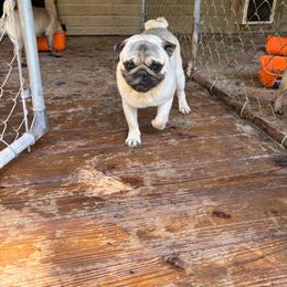Axl - Fawn male Pug puppy in Liberty, South Carolina from Garrick’s Precious Pugs