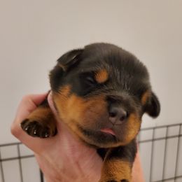 Girl 1 - Black and mahogany female Rottweiler puppy in Athol, Idaho from Vom Corvinus Haus Rottweilers