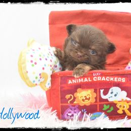 Hollywood - Chocolate and tan male Chihuahua puppy in Demorest, Georgia from Sourpatch Chihuahuas