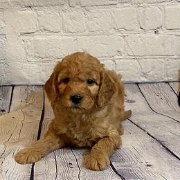 Goldendoodle and Poodle Puppies from Partridge Doodles and Poodles