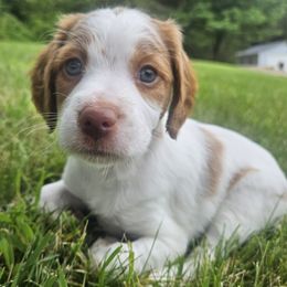 Pink Girl - White and orange female Brittany puppy in Mineral Point, Wisconsin from Pantheon Kennels