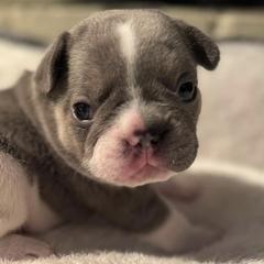 French Bulldogs from Pine Point French Bulldogs