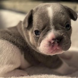 French Bulldogs from Pine Point French Bulldogs