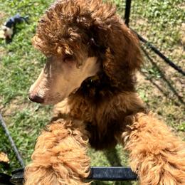 Margot Robbie - Phantom female Poodle puppy in Mount Gilead, Ohio from Cats Creek Standard Poodles