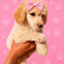 Mercy - Cream female Poodle puppy in Washington, Pennsylvania from Patriotic Poodles