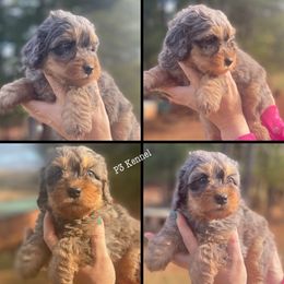 Sunday - Bernedoodle puppy from P3 Kennel