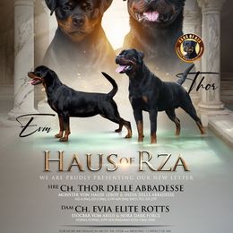 Rottweiler puppies from HAUS OF RZA