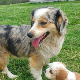 Sweetie - Cavalier King Charles Spaniel