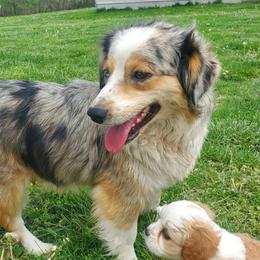 Sweetie - Cavalier King Charles Spaniel