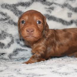 Dachshund Puppies from Sparkles & Spurs Mini Dachshunds