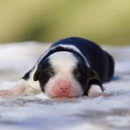 Cookie - Black tri female Miniature American Shepherd puppy in Stephenville, Texas from Diamond H Aussies