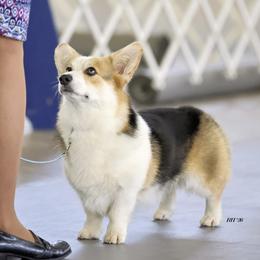 Stevie - Black and tan female Pembroke Welsh Corgi puppy in Collinsville, Texas from Kalypso Corgis