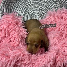 Cappuccino - Red female Dachshund puppy in Mesquite, Texas from AB Dachshund