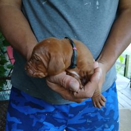 Boy 2 - male Vizsla puppy in El Dorado, Arkansas from Vizslas Cool Creek Kennels