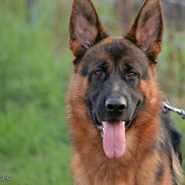 German Shepherds from Rusak Shepherds