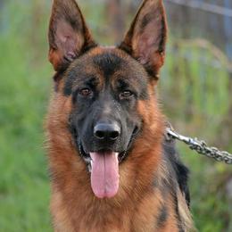 German Shepherds from Rusak Shepherds