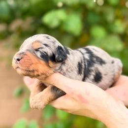 Tundra - Merle male Bernedoodle puppy in Glendale, Arizona from Arizona Bernedoodles