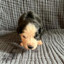Chloe - Black tri-color female Australian Shepherd puppy in Hillsboro, Oregon from A&D Australian Shepherds