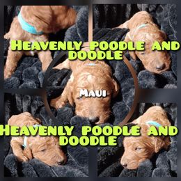 Maul - Red  male Poodle puppy in Lancaster, California from Heavenly poodle and doodle